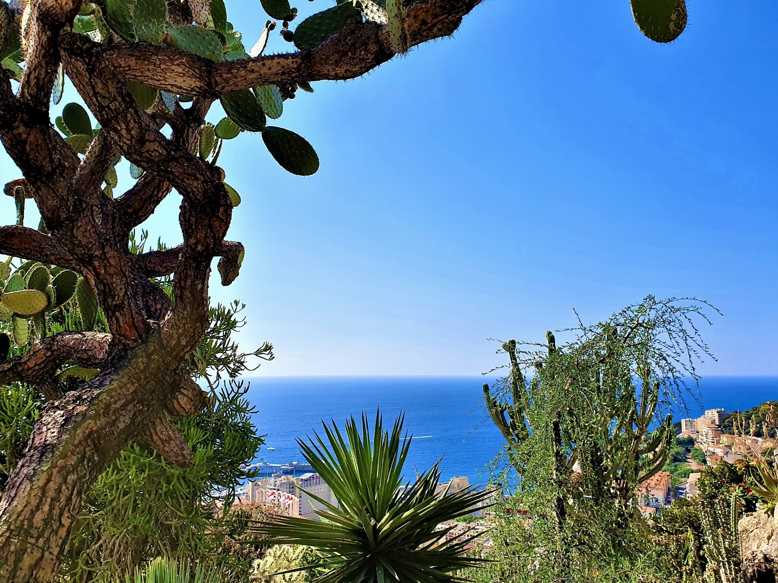 View from Jardin Exotique with exotic plants surrounding the frame